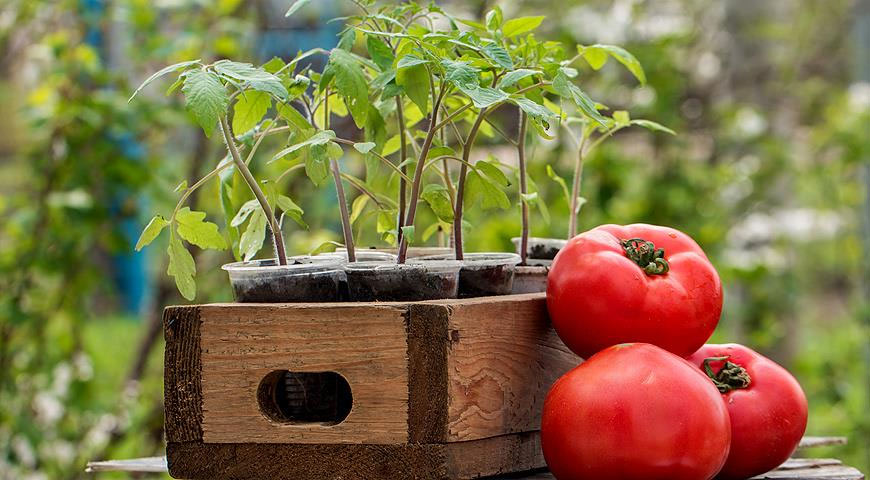 Когда сеять помидоры на рассадув 2024 года: календарь