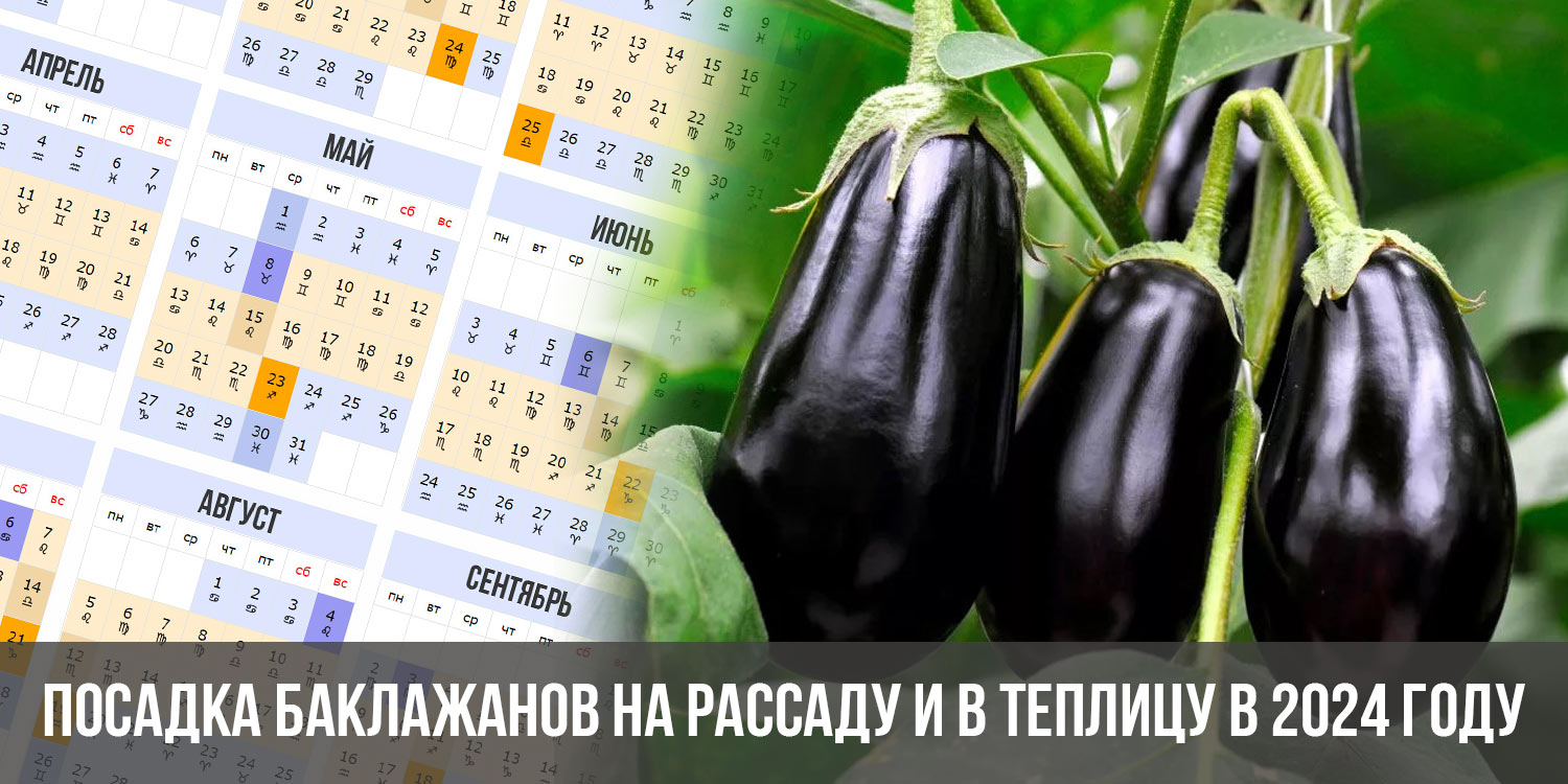 Посадка баклажан на рассаду. Посев баклажанов на рассаду в 2024 году. Когда сажать баклажаны на рассаду. Как сажать баклажаны на рассаду.