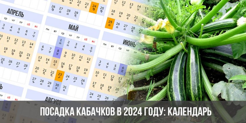 Посадка кабачков в 2024 году: календарь