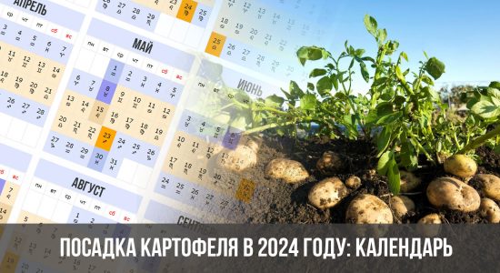 Посадка картофеля в 2024 году: календарь