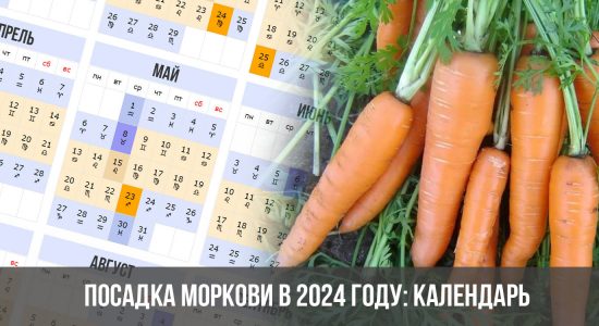 Посадка моркови в 2024 году: календарь