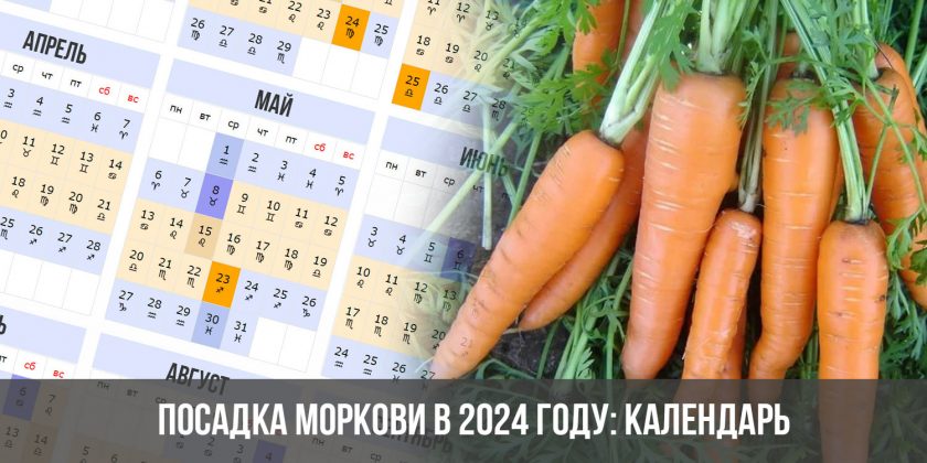 Посадка моркови в 2024 году: календарь