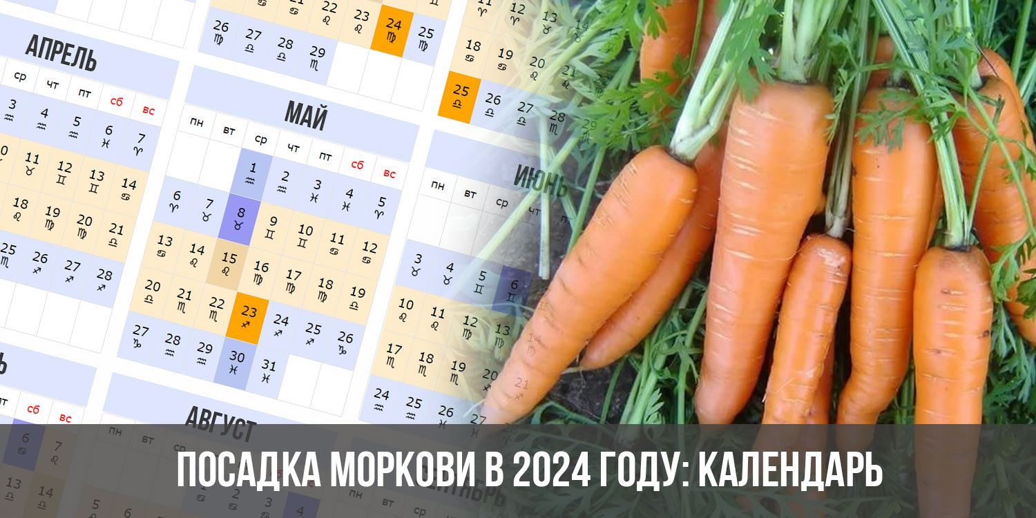 Посев моркови в апреле 2024 года. 2022 Из морковок. Выращивание моркови в Израиле. Календарь посадки рассады на 2024 год. Календарь посадок на 2024 год.