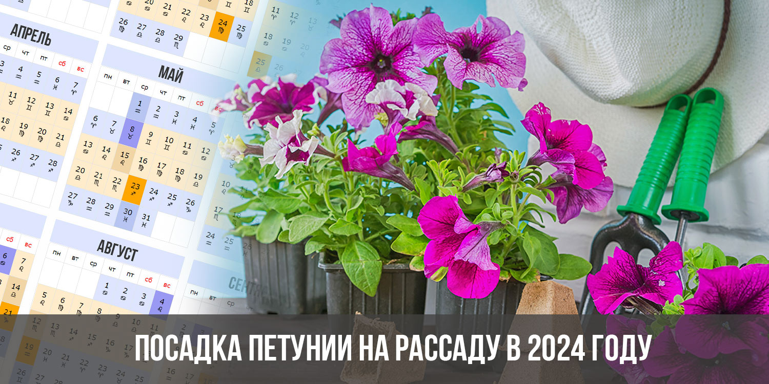 Когда сажать петунию в 2024 году. Петуния Радужная посадка.