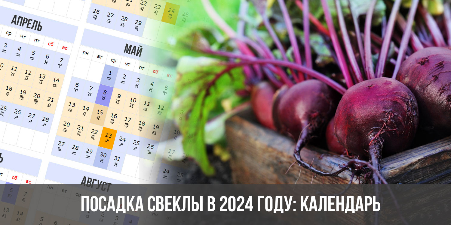 Посадка свеклы в июне 2024 благоприятные дни