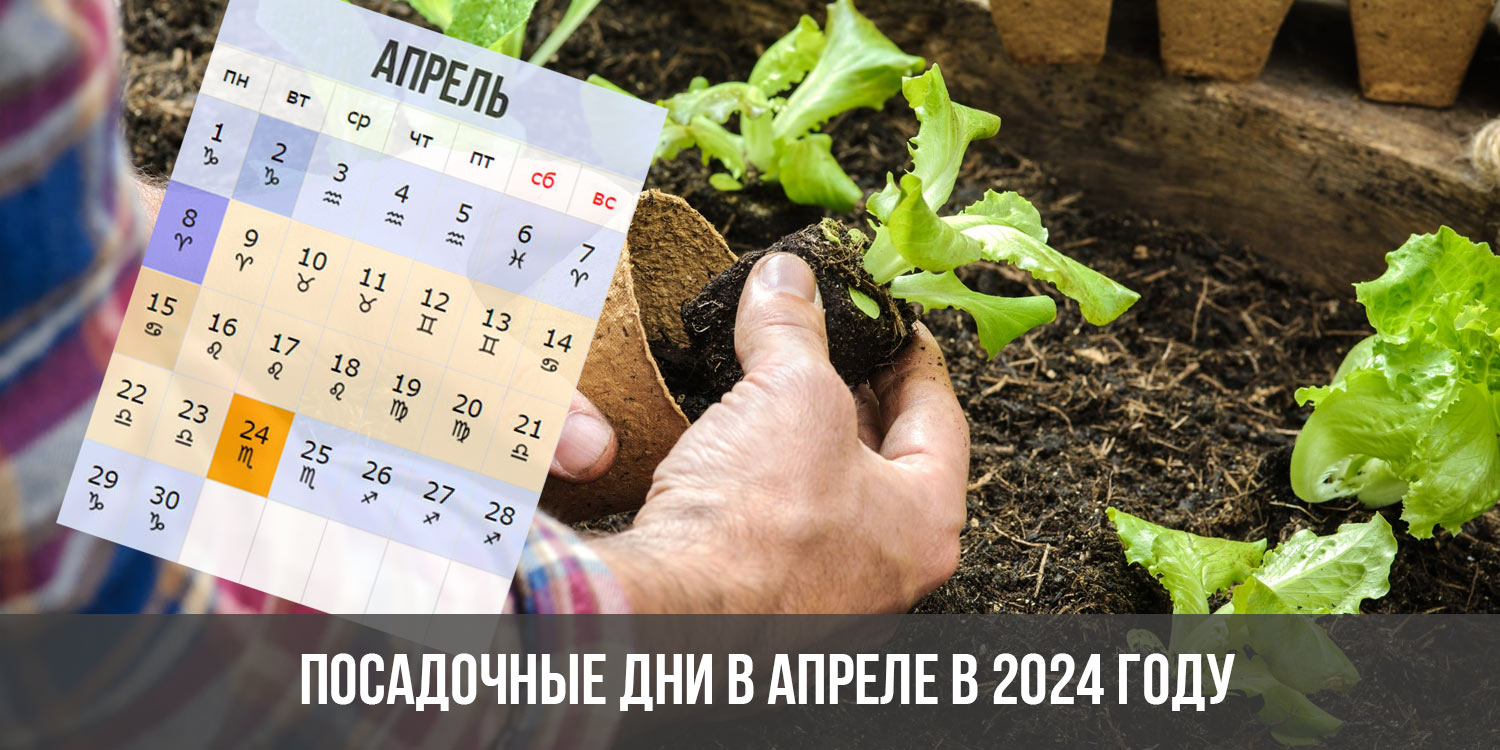 Дни посадки семян в апреле 2024