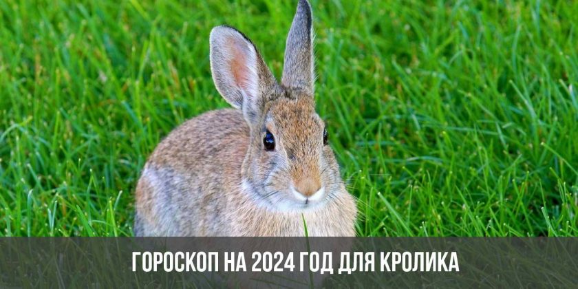 Гороскоп на 2024 год для Кролика