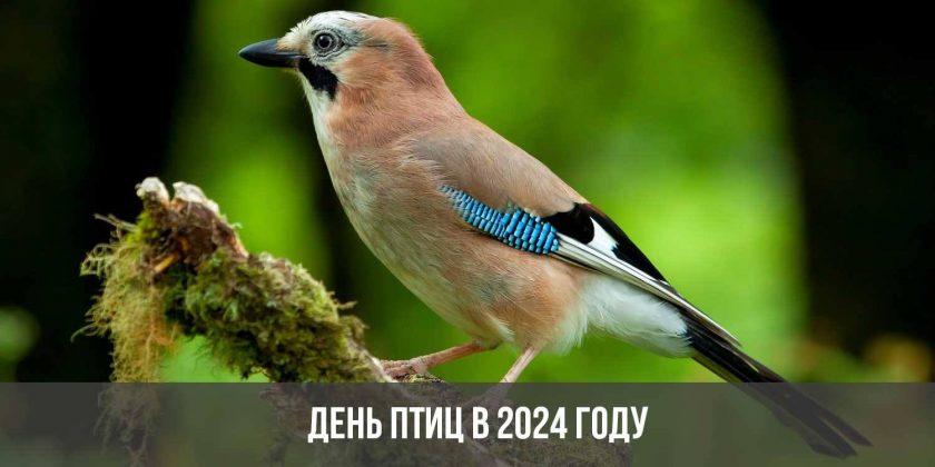 День птиц в 2024 году