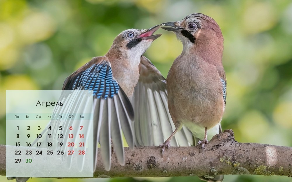 Птицы на ветке и календарь